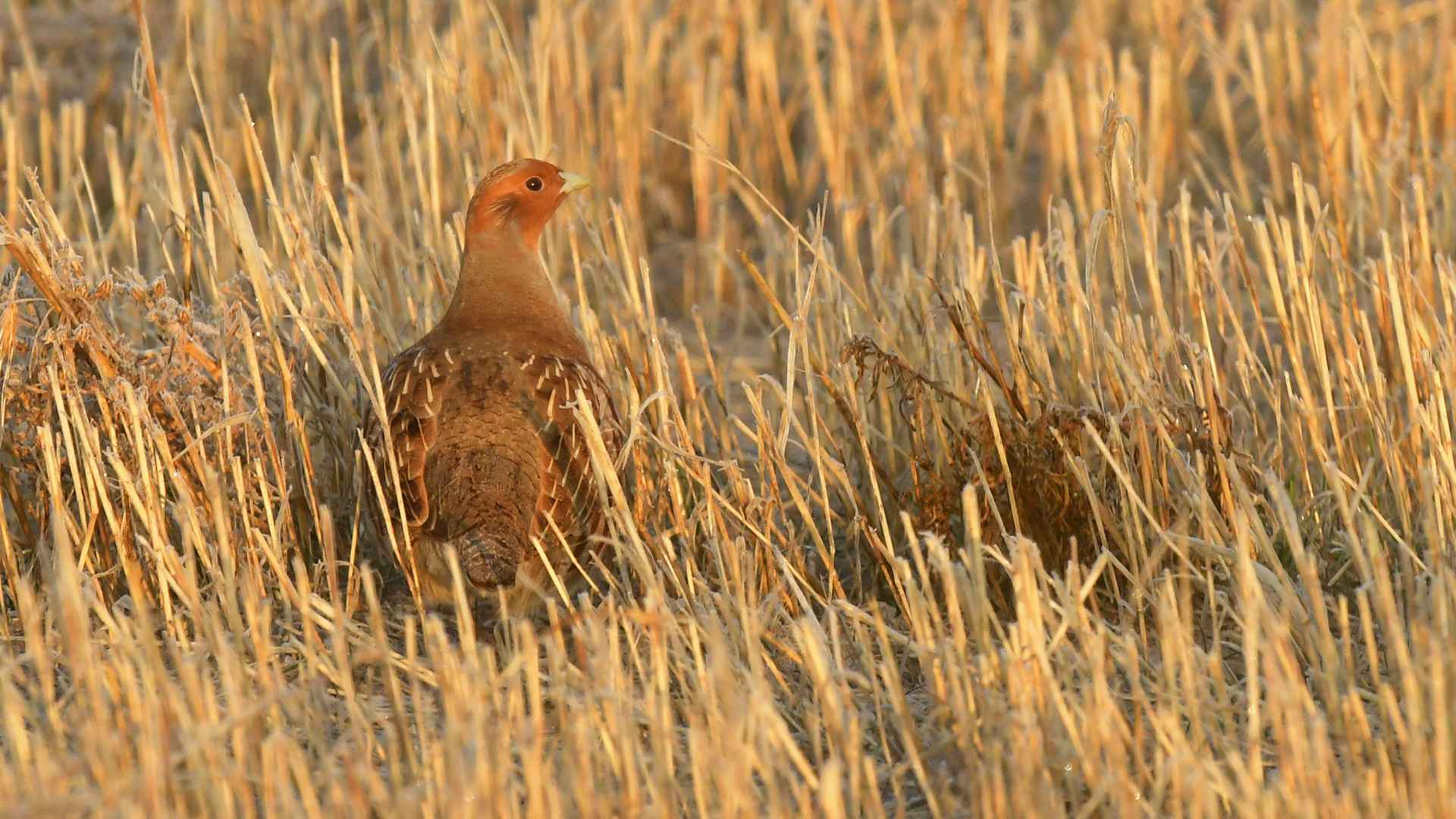 Gray Partridge